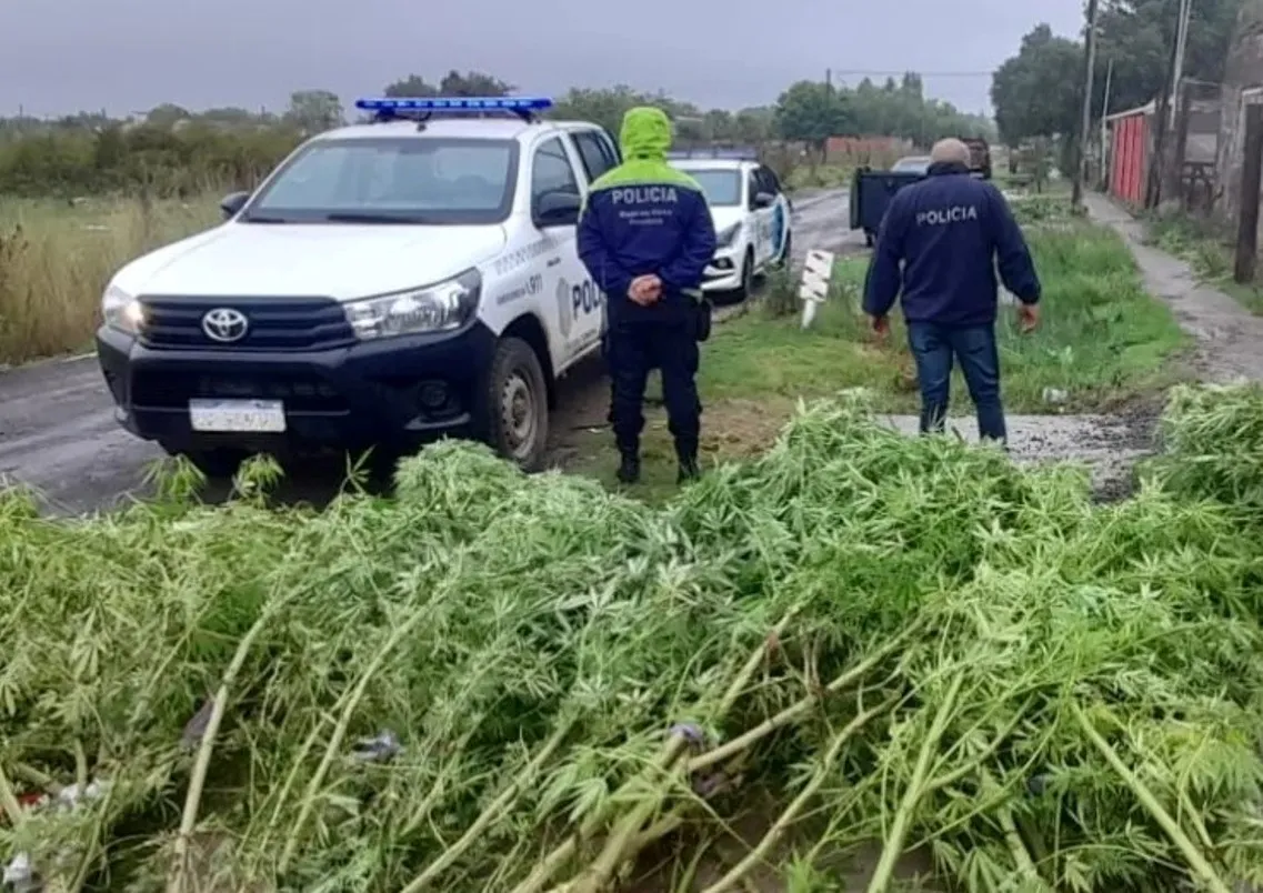Policiales - Infraccion Ley 23.737_18_11zon